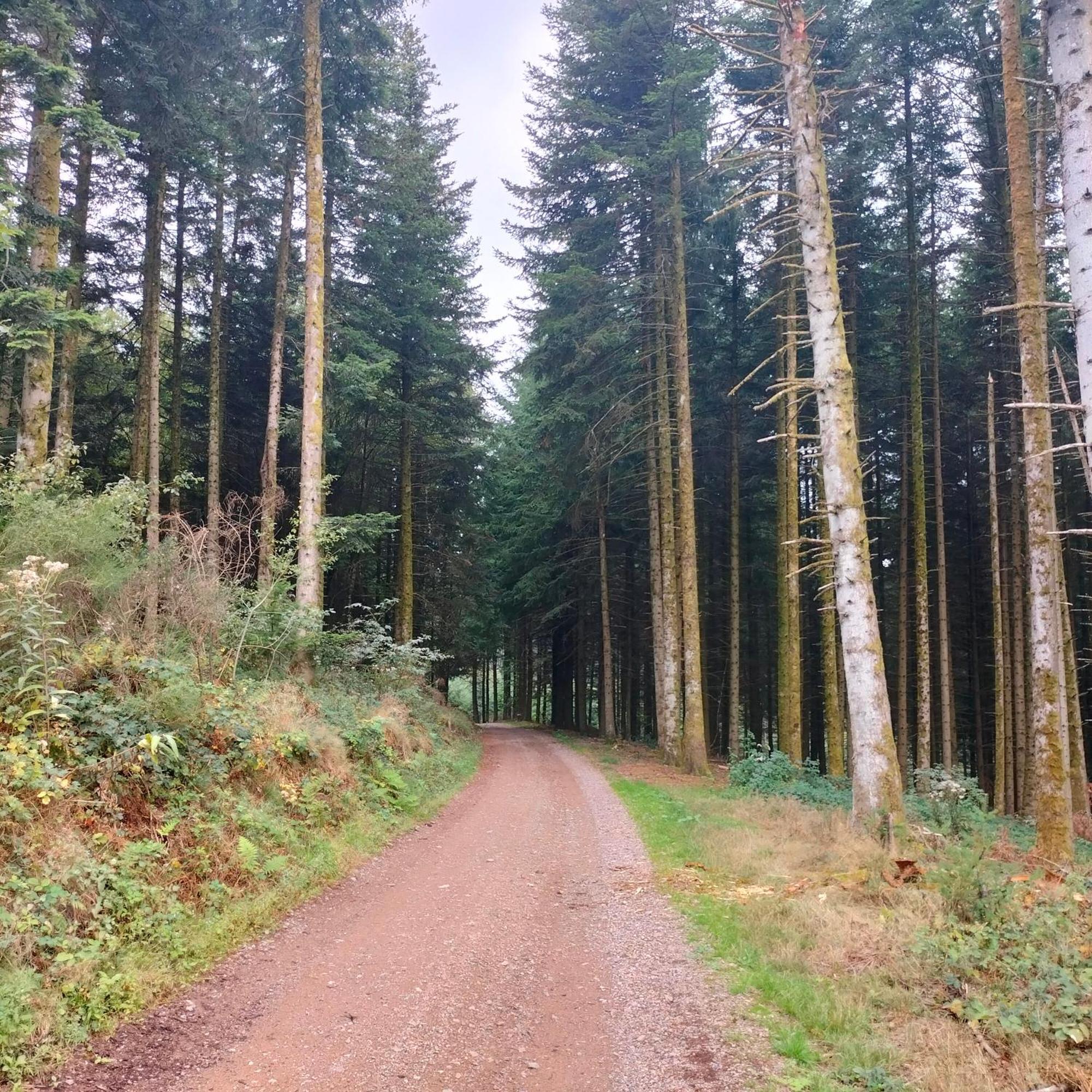 Gite Des Sapins Ranchal Zewnętrze zdjęcie